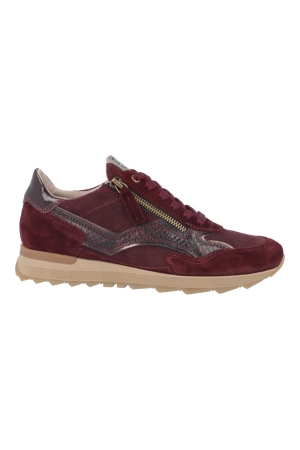 DL-Sport  7140 bordeaux